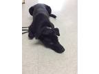 Adopt Spot a Black - with White Blue Heeler / Border Collie / Mixed dog in