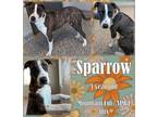 Adopt Sparrow a Red/Golden/Orange/Chestnut Mountain Cur / American Pit Bull
