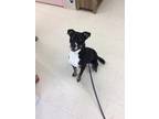 Adopt Remmy a Black - with Brown, Red, Golden, Orange or Chestnut Jack Russell