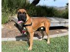 Adopt Michael a Tan/Yellow/Fawn Boxer / Mixed dog in Mission Viejo