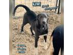 Adopt Kiwi a Gray/Blue/Silver/Salt & Pepper Catahoula Leopard Dog / Mixed dog in