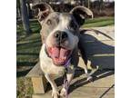 Adopt Gracie a Gray/Silver/Salt & Pepper - with White Pit Bull Terrier / Mixed