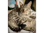 Adopt Pippin a Gray, Blue or Silver Tabby Domestic Shorthair (short coat) cat in