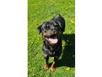 Adopt Cindy Lou a Rottweiler / Mixed dog in Sprakers, NY (39219679)