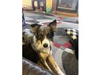 Adopt Sven a Tricolor (Tan/Brown & Black & White) Australian Shepherd / Border