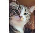 Adopt Dmitri a Brown Tabby Domestic Shorthair (short coat) cat in Grayslake