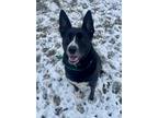 Adopt Roxy a Black Labrador Retriever / Collie / Mixed (short coat) dog in