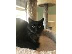 Adopt Laurel a All Black Domestic Longhair / Domestic Shorthair / Mixed cat in