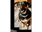 Adopt Max a Black - with Tan, Yellow or Fawn Mixed Breed (Medium) / Mixed Breed