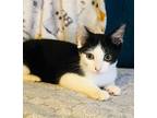 Adopt Oreo a Domestic Shorthair / Mixed (short coat) cat in CLEWISTON