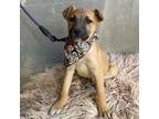 Adopt Scrappy a Tan/Yellow/Fawn - with Black Belgian Malinois / Mixed Breed