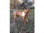 Adopt TOM TOM a Tan/Yellow/Fawn - with White Labrador Retriever / Mixed dog in