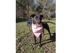 Adopt TILLY a Black - with White Labrador Retriever / Mixed dog in KEMPNER