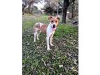 Adopt TAMARA a Red/Golden/Orange/Chestnut - with White Labrador Retriever /