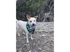 Adopt PISTACHIO a White Border Terrier / Mixed dog in KEMPNER, TX (39567813)