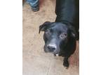 Adopt DEXTER a Black - with White Labrador Retriever / Mixed dog in KEMPNER