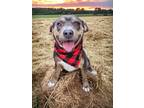 Adopt JESSIE a Black - with Tan, Yellow or Fawn American Pit Bull Terrier /