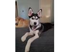 Adopt ADDY a Black - with White Husky / Husky / Mixed dog in Robinson