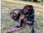 Adopt Redmont a Brindle - with White Australian Cattle Dog / American Pit Bull