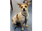 Adopt 160870 a White Australian Cattle Dog / Mixed dog in Bakersfield