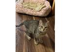 Adopt Raye CR a Gray or Blue Domestic Shorthair / Domestic Shorthair / Mixed cat