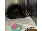 Adopt Zena a Gray or Blue Domestic Shorthair / Domestic Shorthair / Mixed cat in