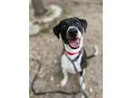 Adopt Cali a Black Mixed Breed (Large) / Mixed dog in New Smyrna Beach