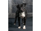 Adopt Drama a Black American Pit Bull Terrier / Mixed Breed (Medium) / Mixed