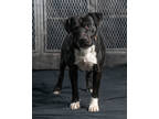 Adopt Drama a Black American Pit Bull Terrier / Mixed dog in Clinton