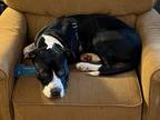 Adopt Manny a Black - with White Border Collie / American Pit Bull Terrier /