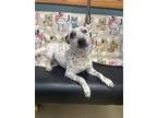 Adopt Speckles a White Jack Russell Terrier / Mixed dog in Sullivan