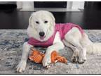 Adopt Aspen a White Great Pyrenees / Mixed Breed (Medium) / Mixed (short coat)