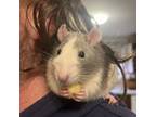 Adopt Remy a Silver or Gray Rat / Rat / Mixed small animal in Kingston