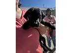 Adopt Mia a Black Labrador Retriever / Mixed Breed (Medium) / Mixed (short coat)