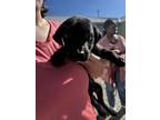 Adopt Mia a Black Labrador Retriever / Mixed dog in Henderson, KY (39599936)