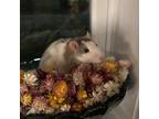 Adopt Dumbo a White Rat / Rat / Mixed small animal in Kingston, ON (40149122)