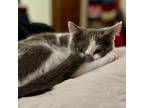 Adopt Earl of Boop a Gray or Blue Domestic Shorthair / Domestic Shorthair /