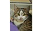 Adopt Solstice 51218 a Brown Tabby Domestic Shorthair / Mixed Breed (Medium) /