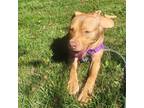 Adopt Iris a Brown/Chocolate American Pit Bull Terrier / Mixed dog in