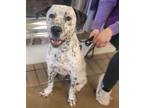 Adopt Milo a White Dalmatian / Mixed dog in Dallas, TX (40365897)