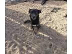 Adopt ICEMAN a Black Husky / Mixed Breed (Medium) / Mixed (medium coat) dog in