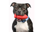 Adopt Ebenezer a Black American Pit Bull Terrier / Mixed Breed (Medium) / Mixed
