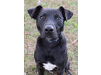 Adopt Marty a Black Mixed Breed (Large) / Mixed dog in Thomasville