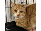 Adopt Sprite a Domestic Shorthair / Mixed (short coat) cat in Maryville