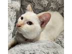 Adopt BRIGID a White (Mostly) Siamese (short coat) cat in Diamond Bar