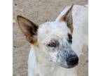 Adopt Obie (CP) - Foster or Adopt Me! a Cattle Dog / Mixed dog in Lake Forest