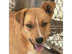 Adopt Tia (CP) Foster or Adopt Me! a Shepherd (Unknown Type) / Mixed dog in Lake