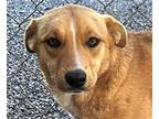 Adopt Tia (CP) Foster or Adopt Me! a Shepherd (Unknown Type) / Mixed dog in Lake