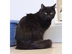 Adopt Piranha a Domestic Mediumhair / Mixed (long coat) cat in Heber