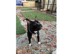 Adopt Lucas in Emporia VA a Black - with White Pit Bull Terrier / Mixed dog in